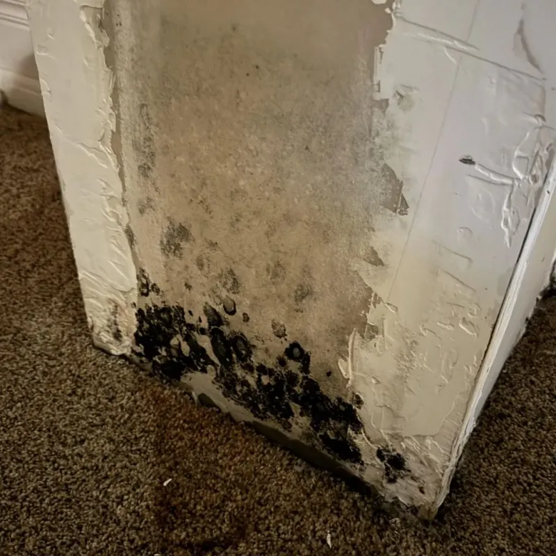 Professional Mold Removal in Nokomis, IL